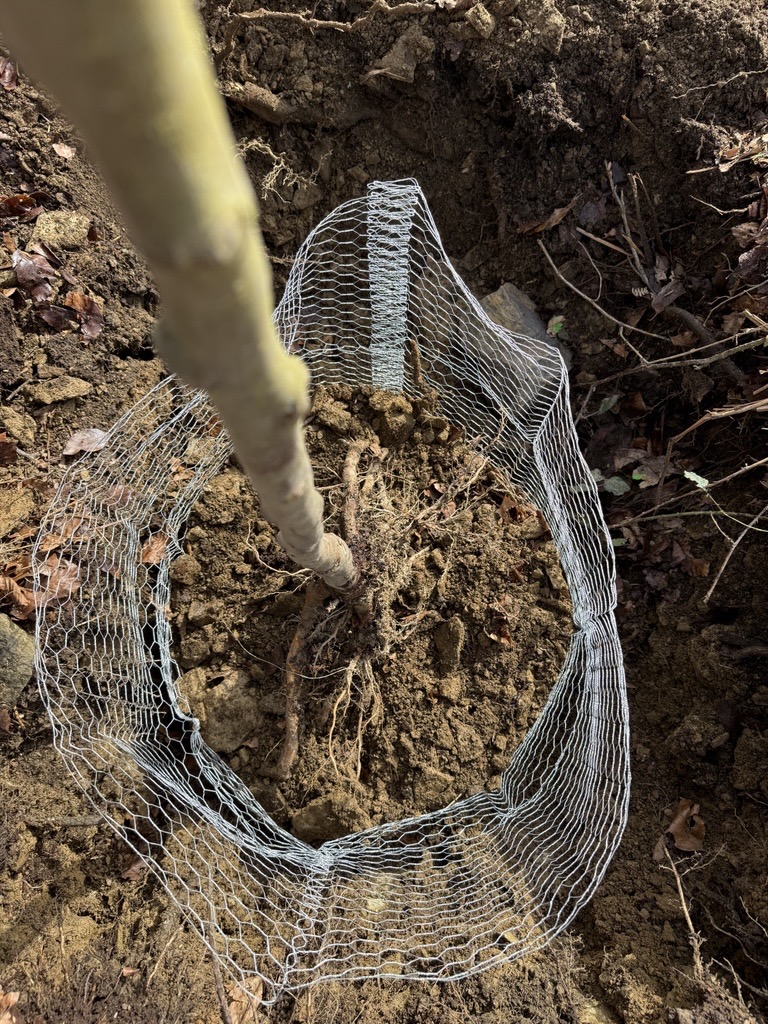 Obstbäume zur Biotopverbesserung